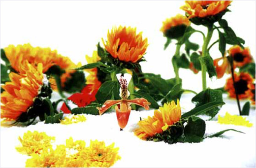 ウインター・ガーデン #1