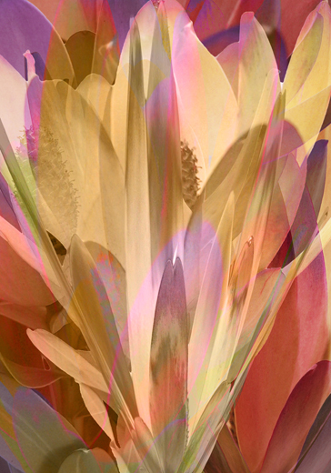 Flower_01