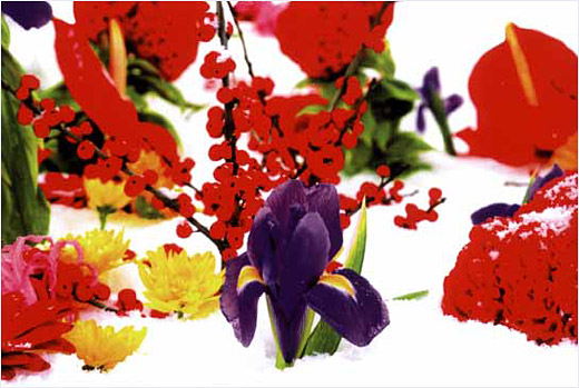 ウインター・ガーデン #6