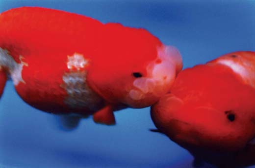 Liquid Dreams-39 (97.0×145.6cm)