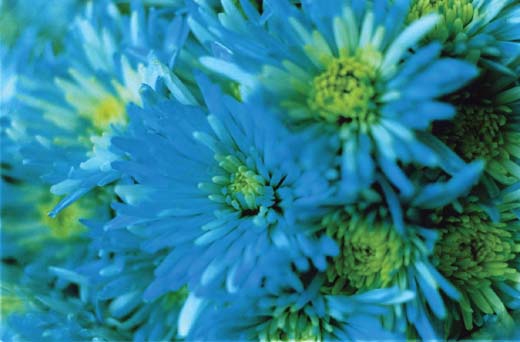 Acid Bloom－01 （B2サイズ51.5×72.8cm）