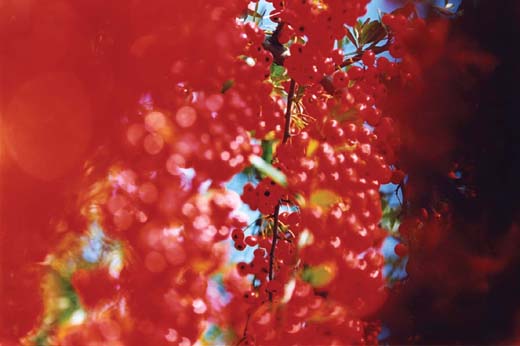 Acid Bloom-29 (24.2×36.4cm)
