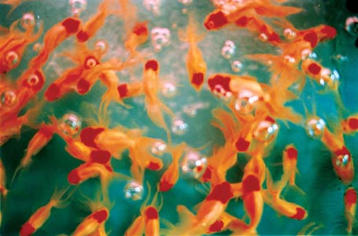 Liquid Dreams－04 （B4サイズ 25.7×36.4cm）