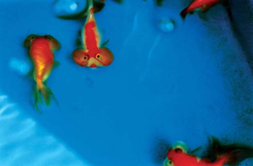 Liquid Dreams－06 （B4サイズ 25.7×36.4cm）