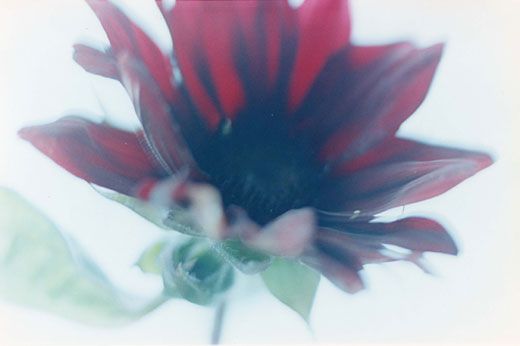 Acid Bloom-28 (48.5×72.8cm)