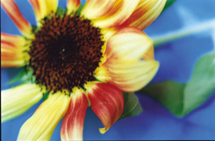 Acid Bloom-31 (48.5×72.8cm)