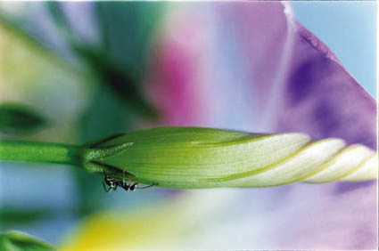 Acid Bloom-40 (48.5×72.8cm)