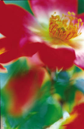 Acid Bloom-42 (48.5×72.8cm)