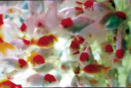 Liquid Dreams-42 (68.6×103cm)