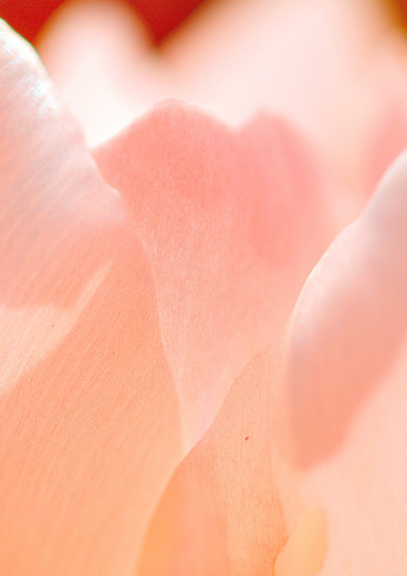 Flowers-005
