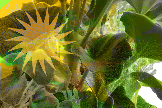Begonia 04
