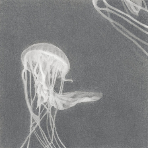 Jellyfish6