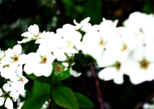 花（立体感＋刹那＝可視）