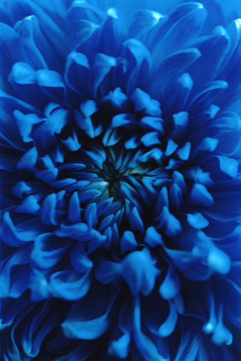 FLOWER ADDICT 06 (B2サイズ )