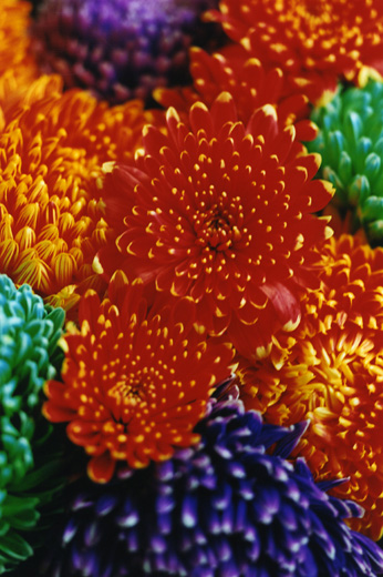 FLOWER ADDICT 10 (B2サイズ )