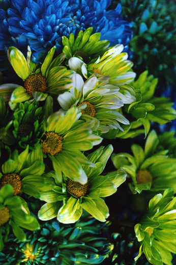 FLOWER ADDICT 16 (72.8×48.5cm)