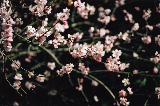 Untitled (London blossom)