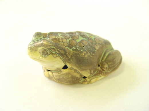 イエアメ Litoria caerulea