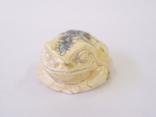 イエアメ Litoria caerulea