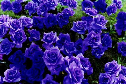 永遠の花－09 （B4サイズ25.7×36.4ｃｍ）