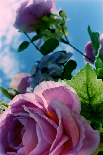 永遠の花－82 （B4サイズ 36.4×25.7cm）