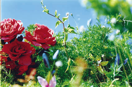 Acid Bloom－10 （B2サイズ 51.5×72.8cm）