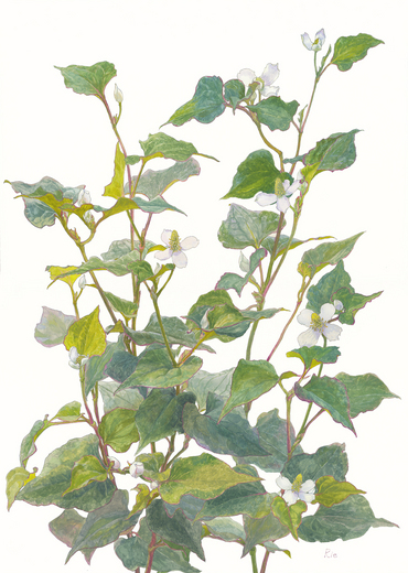 蕺草 どくだみ