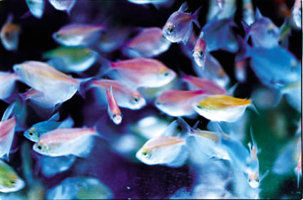 Liquid Dreams-37 (24.2×36.4cm)