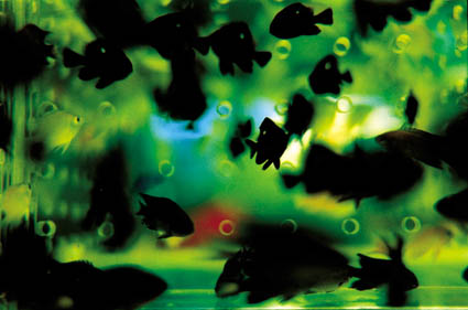 Liquid Dreams-40 (B4サイズ 25.7×36.4cm)