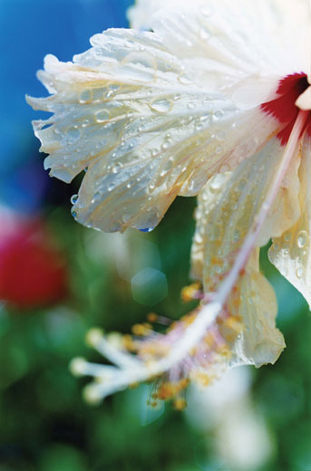 Acid Bloom-34 (36.4×24.2 cm)