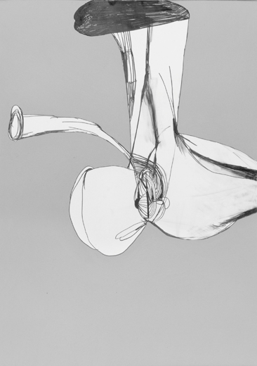 GUTIC MORPHOLOGY 08