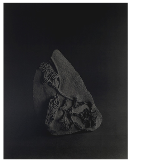 Carboniferous Sea Bottom, 290-355 million years old