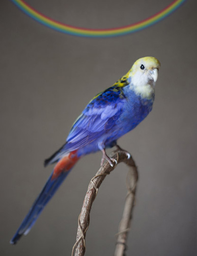 紫の鳥×逆さ虹
