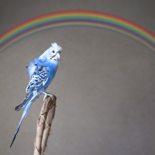 青の鳥　x　過剰虹