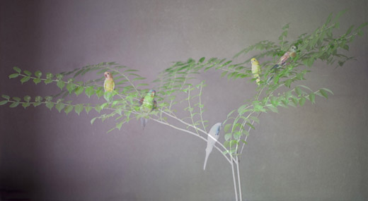 虹色の鳥