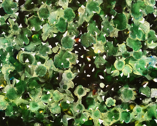 Standing Deer 1025 0626 2016