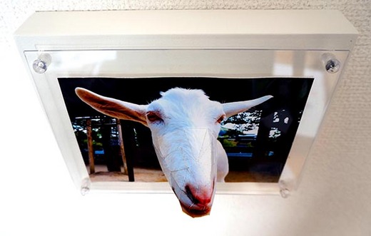3D photo Capra
