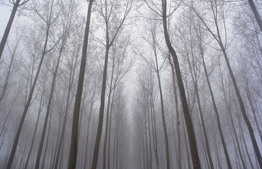 Dreamscape - series ‘The Ephemeral II’