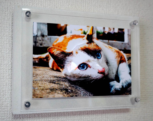 3D photo Cat