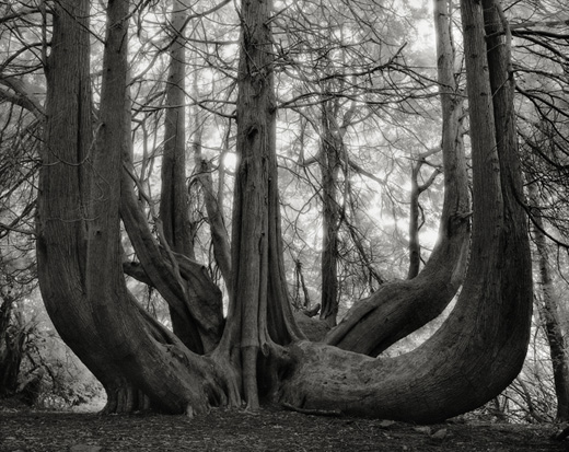 Great Western Red Cedar of Gelli Aur (from ANCIENT TREES: PORTRAITS OF TIME)
