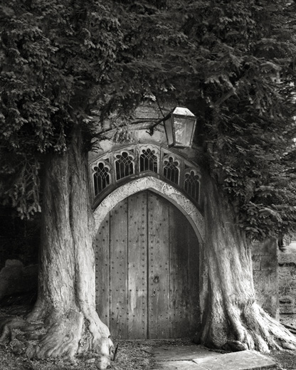 Sentinels of St. Edwards (from ANCIENT TREES: PORTRAITS OF TIME)