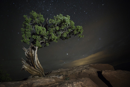 Delphinus (from ANCIENT SKIES, ANCIENT TREES: DIAMOND NIGHTS)