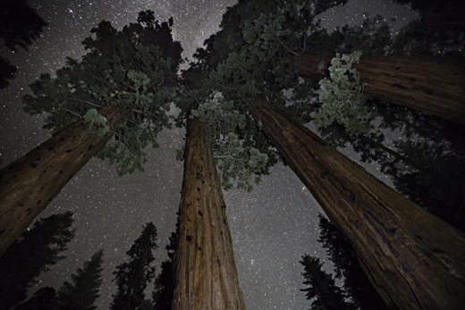 Subra (from ANCIENT SKIES, ANCIENT TREES: DIAMOND NIGHTS)