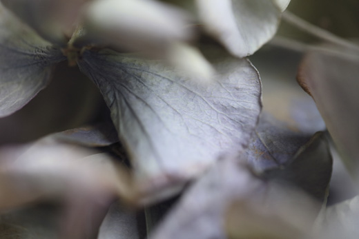 fragment - series ‘Hydrangea’