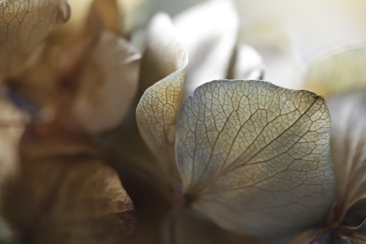 fragment - series ‘hydrangea II’