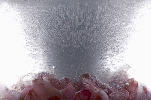 fragment - series ‘Regeneration II’