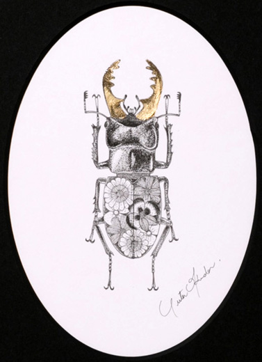 ミヤマクワガタ