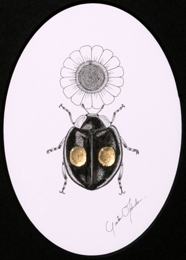 テントウムシ(二つ星)