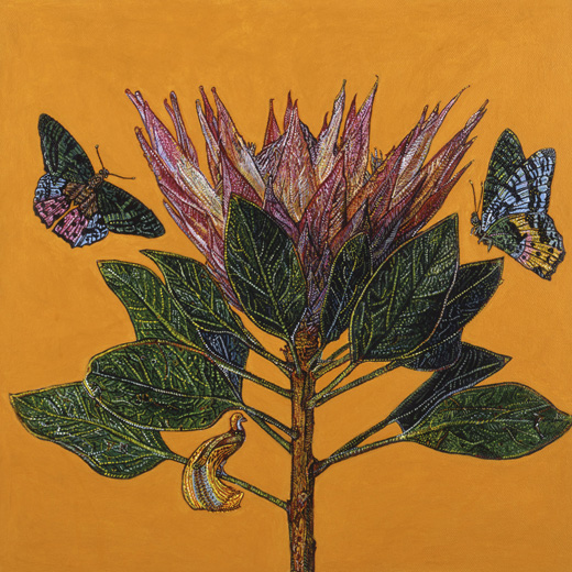 Pink King Protea