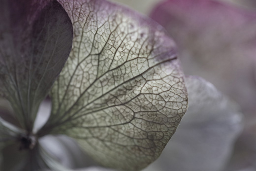 fragment - series ‘Hydrangea’